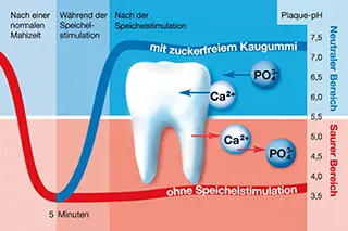 Speichelfluss Grafik